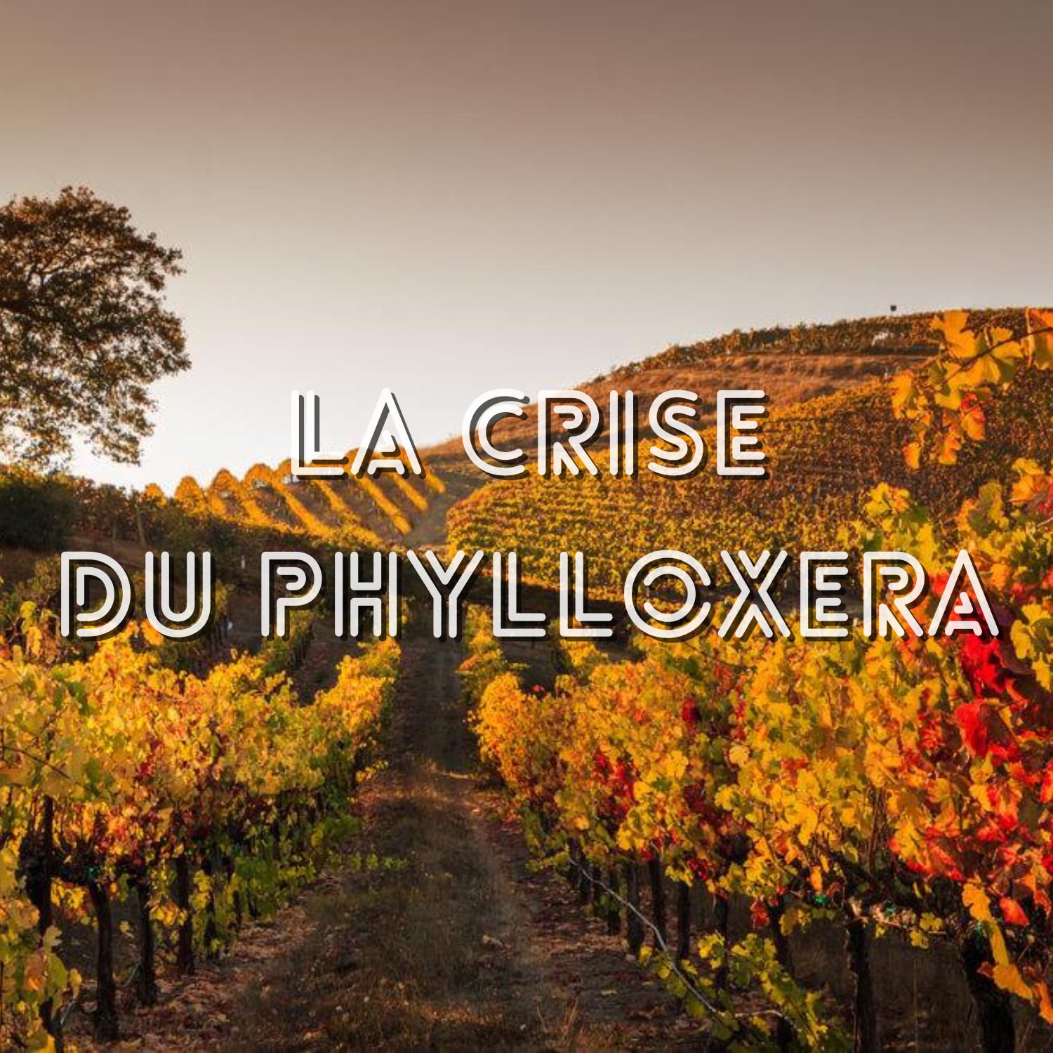 La crise du phylloxera, c&rsquo;est quoi ?