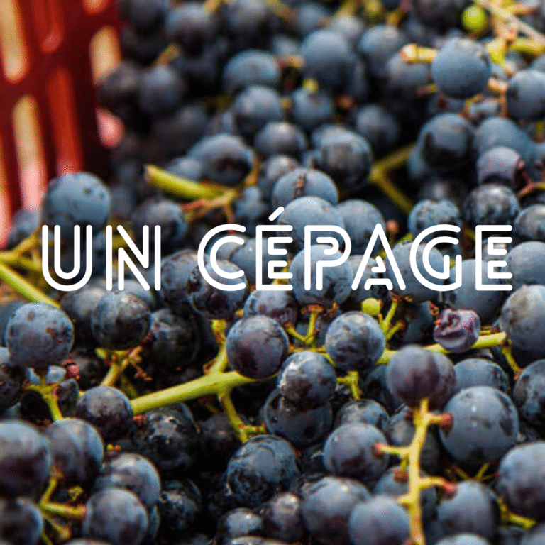 Un cépage, c&rsquo;est quoi ?