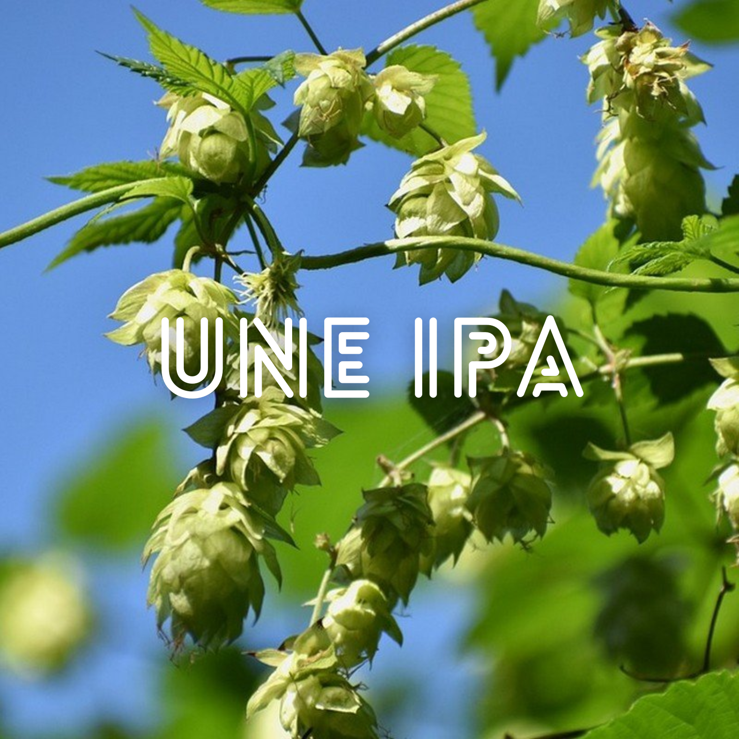 Une IPA, c&rsquo;est quoi ?