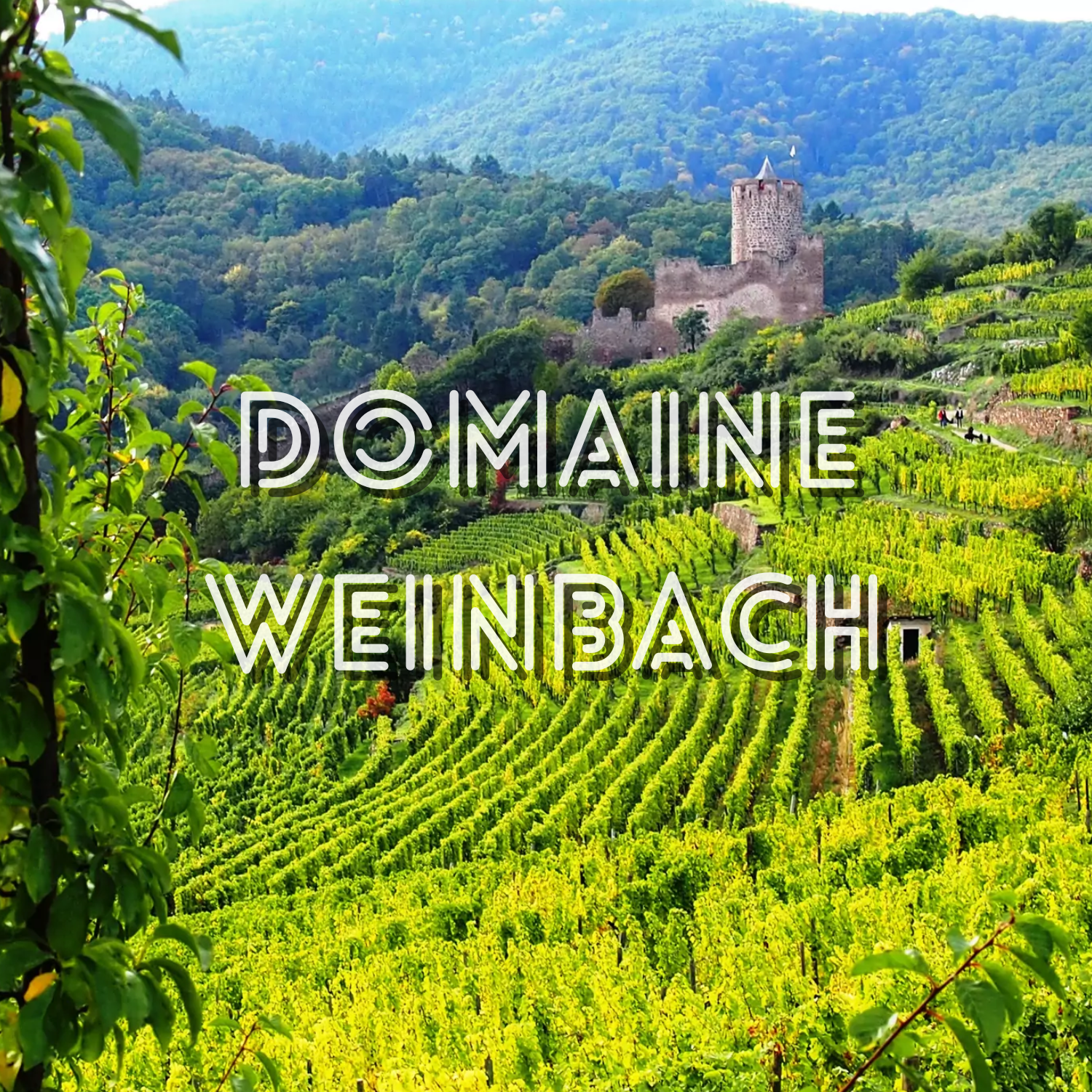 Escapade vigneronne au Domaine Weinbach