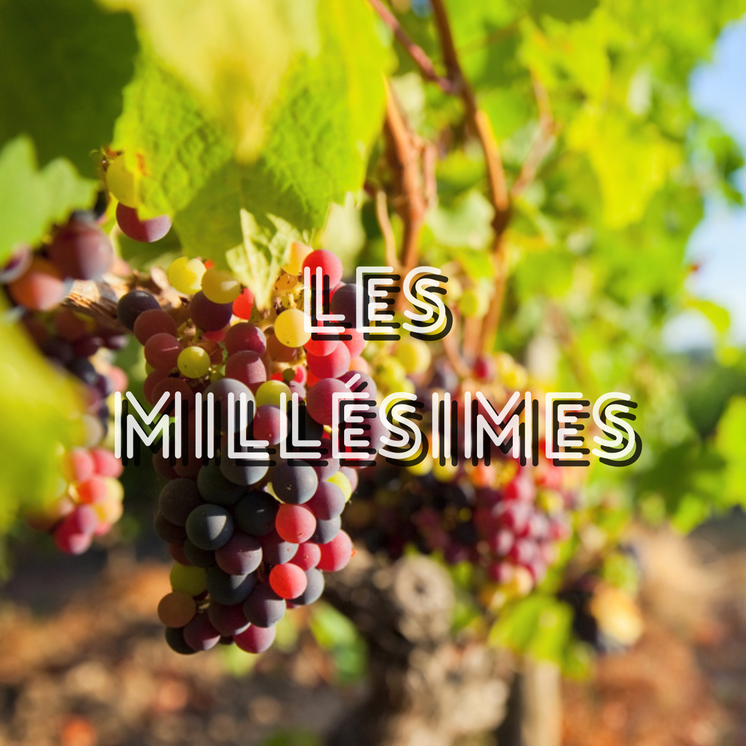 Les millésimes, c&rsquo;est quoi ?
